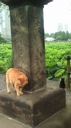 不忍池のニャンズ