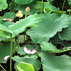 不忍池 気の早い蓮
