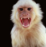 angry Japanese monkey