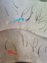 BlogPaint