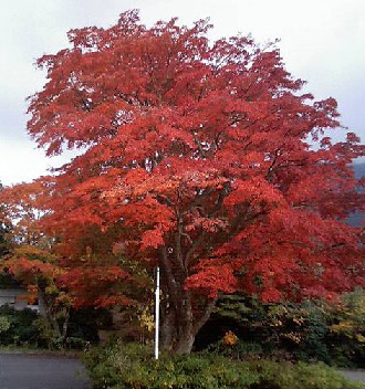 箱根