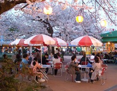 夜桜の1