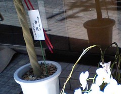 るいんでぃ3