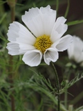 H21-11-22 �ǥ��ɥ꡼��3