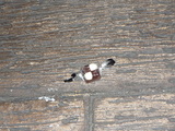 P1010564
