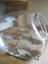 金魚01