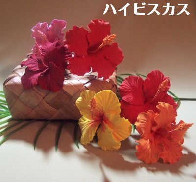 ハイビスカス