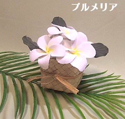 プルメリア