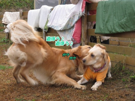 Ì´¡¡¥ä¥Þ¥È£´