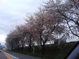 桜 諏訪運転中に