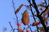 2009-11-15 006