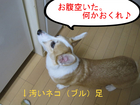 ���������졣