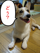 �ɡ�