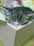 猫1