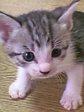 ねこ5