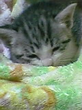 猫4