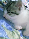 ねこ7