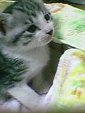 猫3