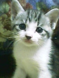 ねこ6