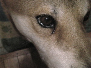犬-2