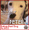 BabanBan! * Dog������PETER