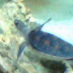 カメ