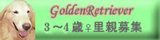 リリーさん里親探し。