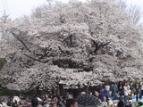 saku