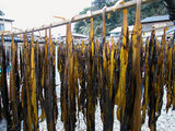 wakame