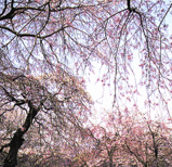 sakura