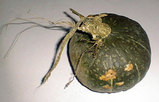 美唄の野菜カボチャ