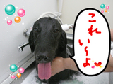 BlogPaint