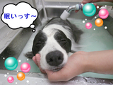 BlogPaint