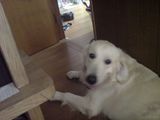 家でのアラン君