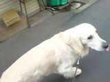 お散歩に行くアラン君