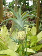 070331豊橋植物園パイナップル
