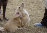 080114メグの首が