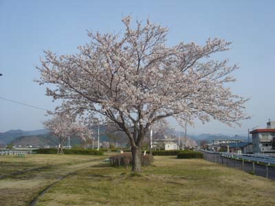 060401桜