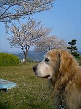 070409マックと桜1