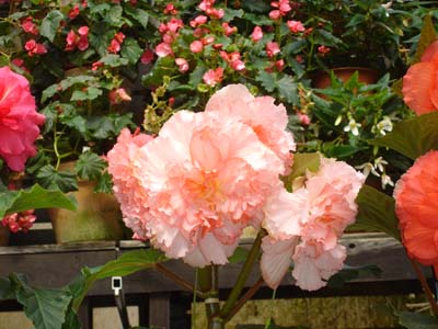 060305富士花園べコニア