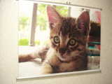 070220猫のタペストリー