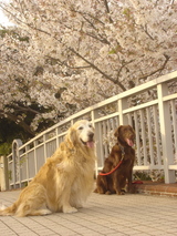 070408美術館桜マックサラ1