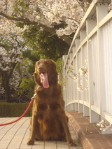 070408サラ座り桜