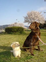 080402サラメグ桜