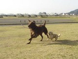 080402サラメグ走る
