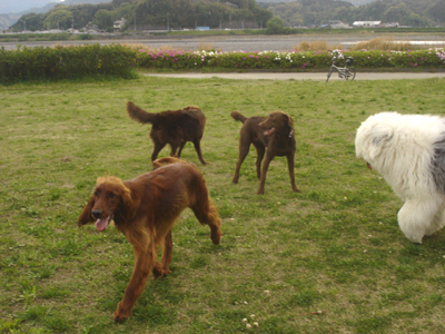 060503dogs2