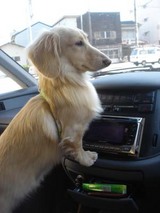 080106メグ車待機