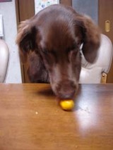 060223サラのきんかん1