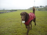 070930sala-ball2
