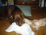 070505sala&megu-fight